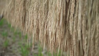 Pirinç bitkileri rüzgarda sallanıyor.