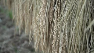 Pirinç bitkileri rüzgarda sallanıyor.