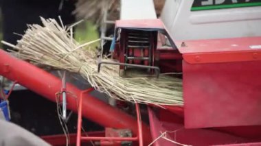 Harman pirincinin resmi