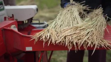 Harman pirincinin resmi