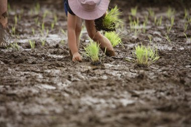Elle pirinç ekiyorum.