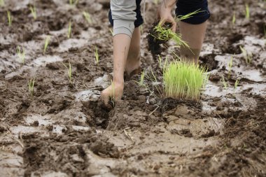 Elle pirinç ekiyorum.