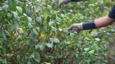 Bahçe ağaçlarıyla ilgilenen bir adam