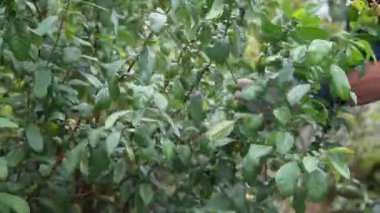 Bahçe ağaçlarıyla ilgilenen bir adam