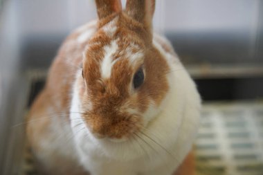 Tavşan Kafes içinde