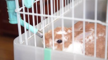 Kafeste evcil bir tavşan.