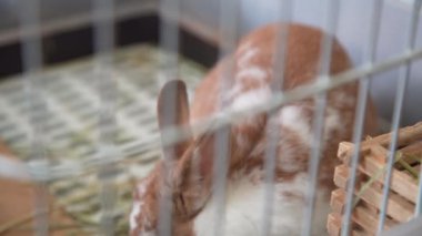 Kafeste evcil bir tavşan.