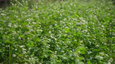 Karabuğday çiçekleri rüzgarda sallanıyor