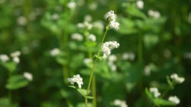 Karabuğday çiçekleri rüzgarda sallanıyor