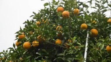 Yuzu 'nun hasat görüntüleri