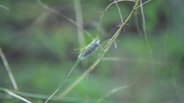 Böcek pupası rüzgarda sallanıyor.