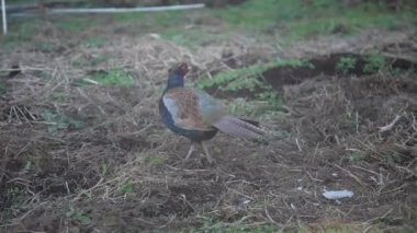 Vahşi sülün tarlada yürüyor.