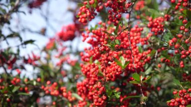 Pyracantha meyveleri rüzgarda sallanıyor