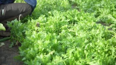 Sebze toplama görüntüsü