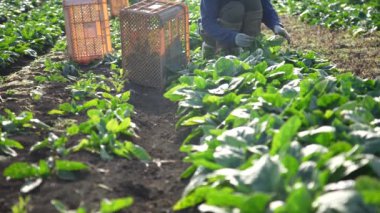 Ispanak hasat eden bir kadın.