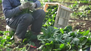 Ispanak toplayan bir adamın resmi