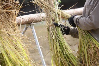 Kurutulmuş pirinç resmi
