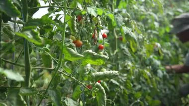 Kirazlı domates toplayan bir adam.