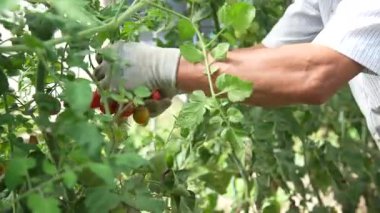 Kirazlı domates toplayan bir adam.