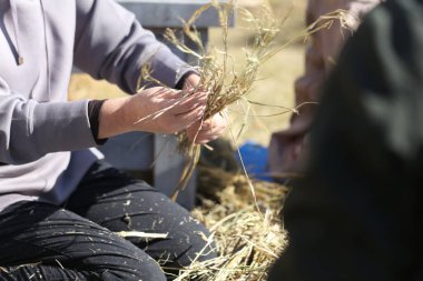 Japon Shimenawa 'sını nasıl yapacağının resmi