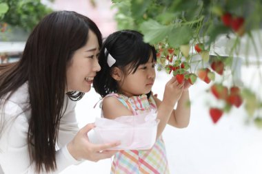 Aileler ve çocuklar çilek toplamaktan hoşlanıyor.