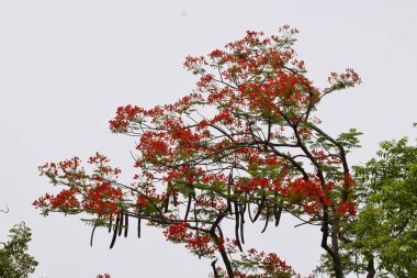 Çiçek açan bitkiler bitki dünyasının rock yıldızlarıdır. Polen taşıyıcıları çeken renkli çiçeklerle çoğalırlar ve tohum içeren meyvelere dönüşürler. Küçük kır çiçeklerinden yükselen ağaçlara kadar yeryüzündeki en çeşitli bitki grubudur..