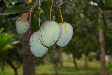 Doğadaki ağaçta yeşil mango