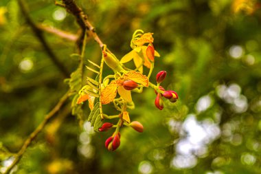 Tapınak parkında demirhindi çiçeği
