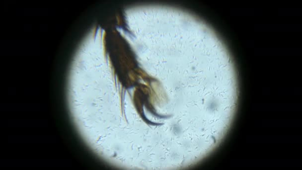 Pierna House Fly Magnificada Través Del Microscopio — Vídeos de Stock