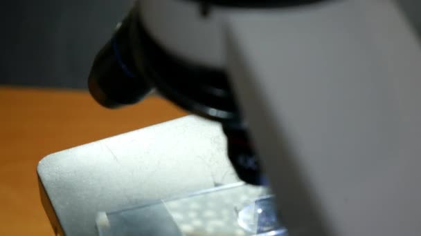 Stubenfliege Bein Vergrößert Durch Mikroskop — Stockvideo