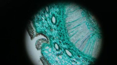 Yakın çekim bilimsel laboratuvar mikroskobu hazır bir örnek slayt üzerinde çam ağacını inceliyor. Eğitim, bilim veya tıp endüstrisi.