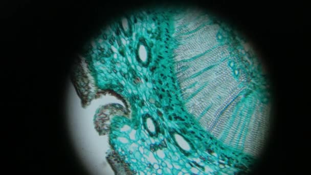 Mikroskop Laboratoryjny Bliska Badający Dojrzałe Drewno Sosnowe Przygotowanym Szkiełku Próbki — Wideo stockowe
