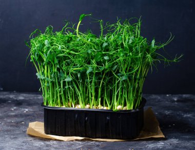 Konteynırda organik bezelye filizi, Mikroyeşil, Sağlıklı Yeme, Karanlık Arkaplan