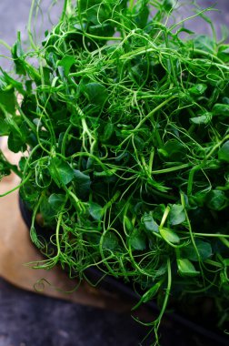 Konteynırda organik bezelye filizi, Mikroyeşil, Sağlıklı Yeme, Karanlık Arkaplan