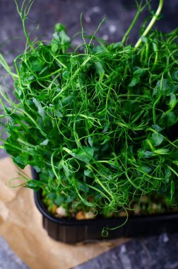 Konteynırda organik bezelye filizi, Mikroyeşil, Sağlıklı Yeme, Karanlık Arkaplan