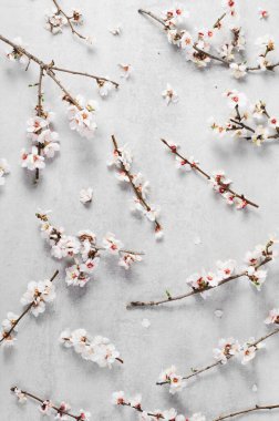 Kiraz Ağacı Çiçeği, Bahar Çiçeği Parlak Gri Arkaplan, Mutlu Paskalyalar, 8 Mart, Bahar Konsepti