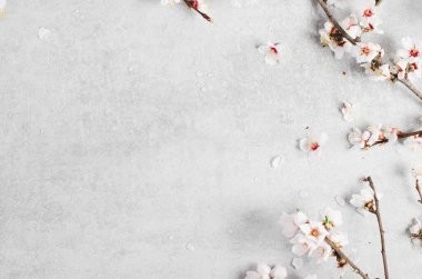 Kiraz Ağacı Çiçeği, Bahar Çiçeği Parlak Gri Arkaplan, Mutlu Paskalyalar, 8 Mart, Bahar Konsepti