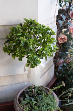 Açık Hava Bitkileri ve Çiçekler, Yaz Zamanı, Yeşil Bahçe Dekorasyonları