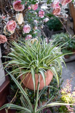Açık Hava Bitkileri ve Çiçekler, Yaz Zamanı, Yeşil Bahçe Dekorasyonları