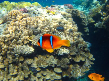 Amphiprion bicinctus ya da Kızıl Deniz palyaço balığı mercan resif şakayığında saklanıyor, Sharm El Sheikh, Mısır