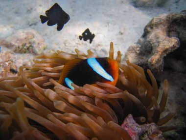 Amphiprion bicinctus ya da Kızıl Deniz palyaço balığı mercan resif şakayığında saklanıyor, Sharm El Sheikh, Mısır