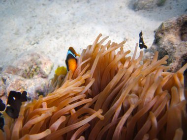 Amphiprion bicinctus ya da Kızıl Deniz palyaço balığı mercan resif şakayığında saklanıyor, Sharm El Sheikh, Mısır