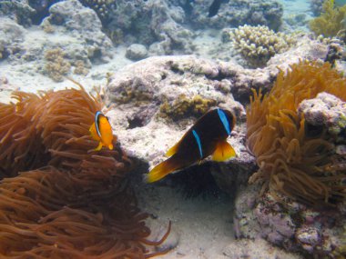 Amphiprion bicinctus ya da Kızıl Deniz palyaço balığı mercan resif şakayığında saklanıyor, Sharm El Sheikh, Mısır