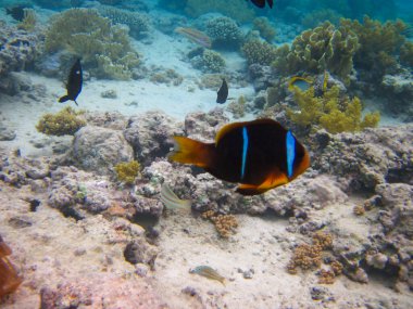 Amphiprion bicinctus ya da Kızıl Deniz palyaço balığı mercan resif şakayığında saklanıyor, Sharm El Sheikh, Mısır