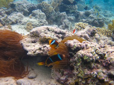 Amphiprion bicinctus ya da Kızıl Deniz palyaço balığı mercan resif şakayığında saklanıyor, Sharm El Sheikh, Mısır