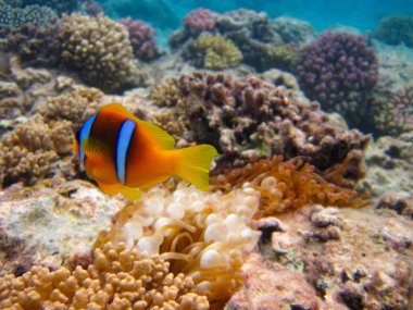 Amphiprion bicinctus ya da Kızıl Deniz palyaço balığı mercan resif şakayığında saklanıyor, Sharm El Sheikh, Mısır