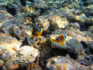 Amphiprion bicinctus ya da Kızıl Deniz palyaço balığı mercan resif şakayığında saklanıyor, Sharm El Sheikh, Mısır