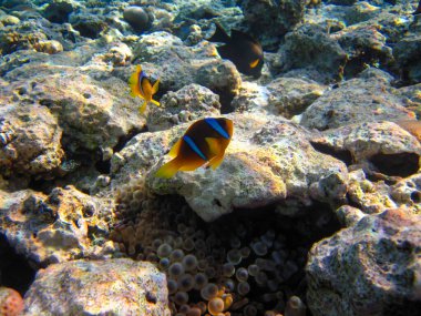 Amphiprion bicinctus ya da Kızıl Deniz palyaço balığı mercan resif şakayığında saklanıyor, Sharm El Sheikh, Mısır