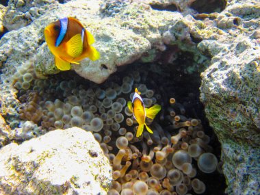 Amphiprion bicinctus ya da Kızıl Deniz palyaço balığı mercan resif şakayığında saklanıyor, Sharm El Sheikh, Mısır