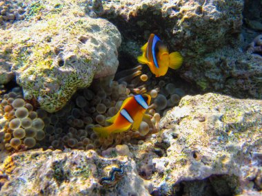 Amphiprion bicinctus ya da Kızıl Deniz palyaço balığı mercan resif şakayığında saklanıyor, Sharm El Sheikh, Mısır